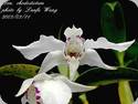 Dendrobium rhodostictum